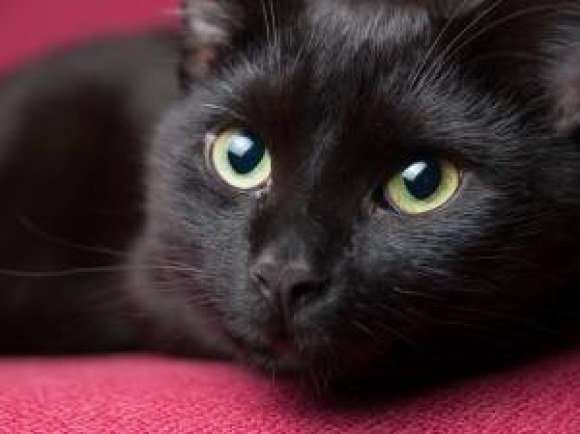 bproper black cat