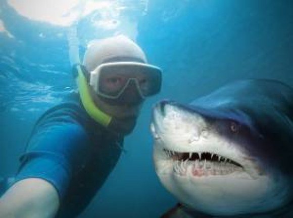 verizon shark diver selfie